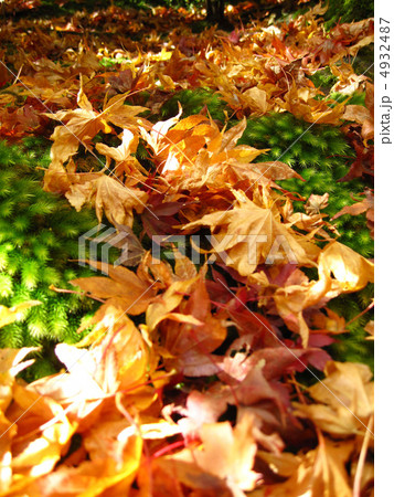 京都嵐山　祇王寺の落葉 4932487