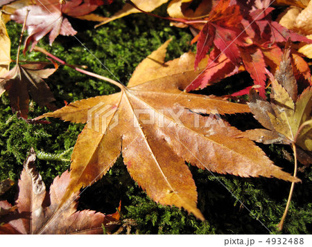京都嵐山　祇王寺の苔と落葉 4932488