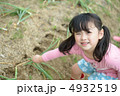 玉ねぎ収穫 4932519