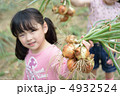 玉ねぎ収穫 4932524