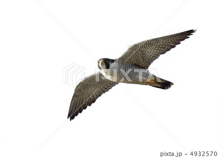 ハヤブサ 4932570