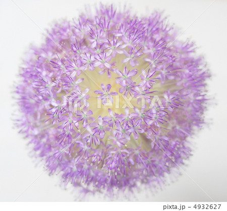 まんまる 4932627