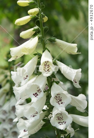 ジギタリス　花　毒 4932670