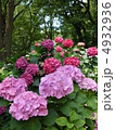 紫陽花 4932936