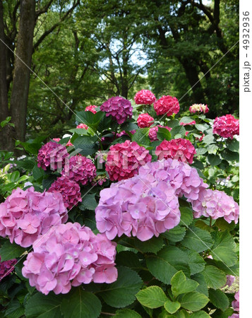 紫陽花 4932936