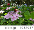紫陽花 4932937