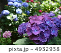 紫陽花 4932938