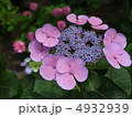 紫陽花 4932939