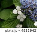 額紫陽花 4932942