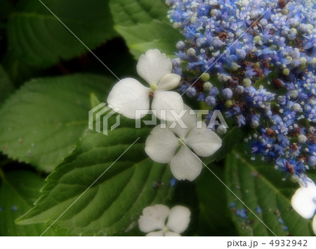 額紫陽花 額紫陽花 4932942