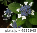 額紫陽花 4932943