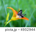 野萱草と揚羽蝶 4932944