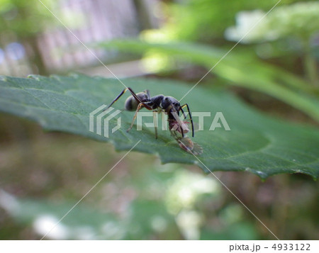 アリグモ アリグモ 4933122