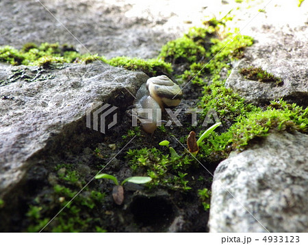 マイマイ 4933123