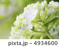 あじさい 4934600