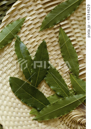 月桂樹の葉 4934629
