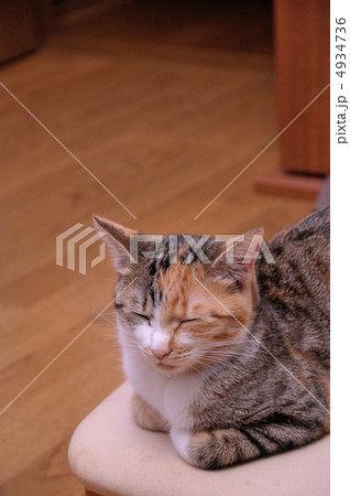 うとうと あずきちゃん うとうと あずきちゃん 4934736