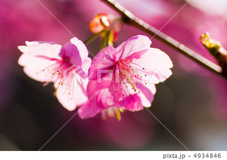 横浜緋桜 4934846