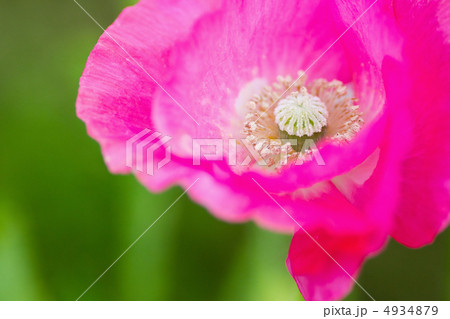 桃色のシャーレイポピー 桃色のシャーレイポピー 4934879