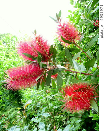 満開の金宝樹の花　( ブラシの木　) 4935971