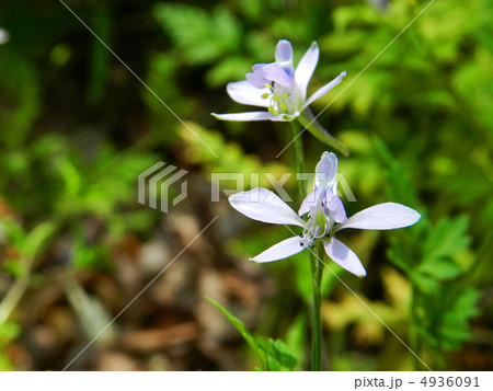 セリバヒエンソウ(芹葉飛燕草) セリバヒエンソウ(芹葉飛燕草) 4936091