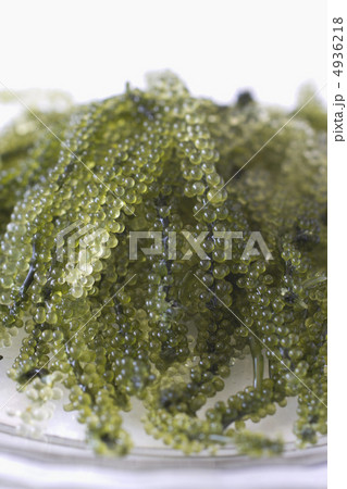 海ぶどう 4936218