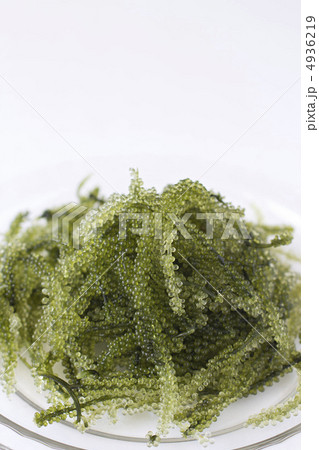 海ぶどう 海ぶどう 4936219