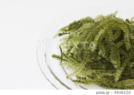 海ぶどう 4936220