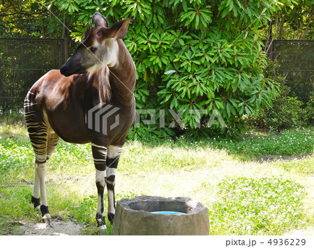 オカピ3 オカピ3 4936229