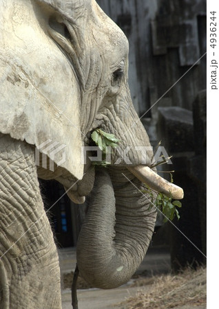 アフリカゾウ 4936244