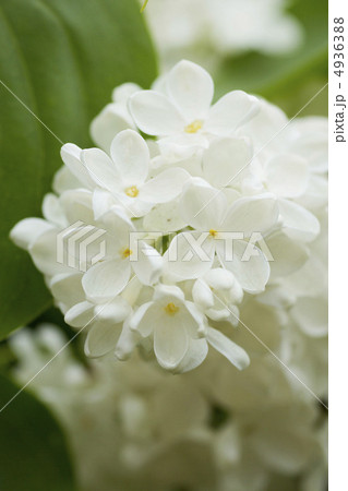 ライラック ライラック 4936388