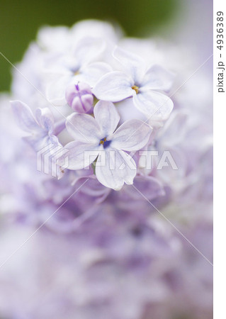 5枚花弁のラッキーライラック 5枚花弁のラッキーライラック 4936389