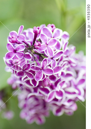 ライラック ライラック 4936390