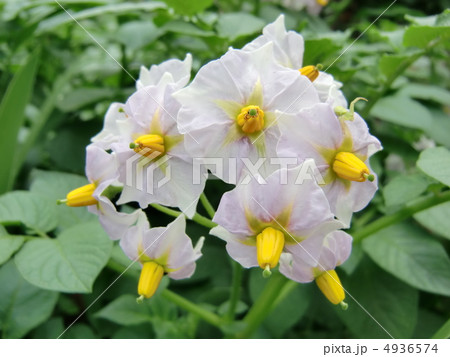 ジャガイモの花 ジャガイモの花 4936574