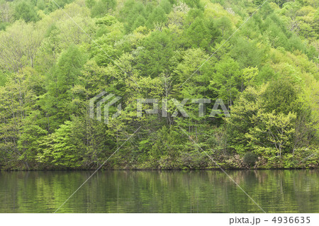 初夏の湖 4936635