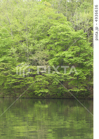 初夏の湖 初夏の湖 4936636
