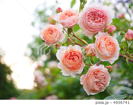 アプリコットとピンクの愛らしい房咲きのバラ 4936741