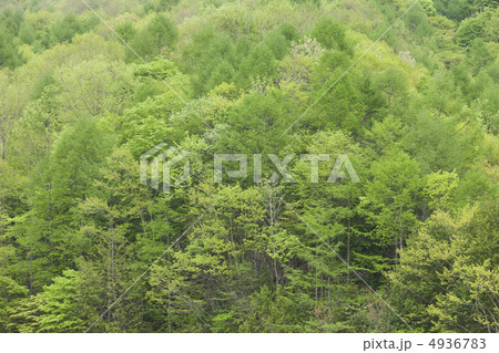 新緑の森 新緑の森 4936783