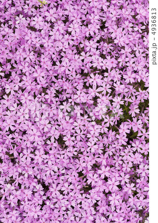 シバザクラの花 4936813