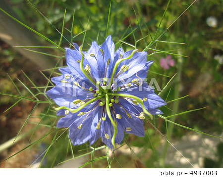 珍しい花? 珍しい花? 4937003