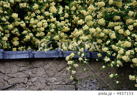 モッコウバラと土壁 モッコウバラと土壁 4937153