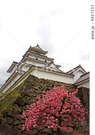 八重桜と鶴ヶ城 4937231