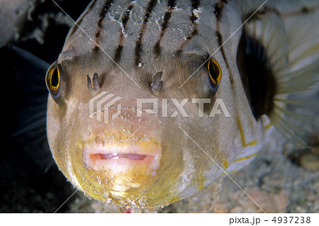 スジモヨウフグの顔 スジモヨウフグの顔 4937238