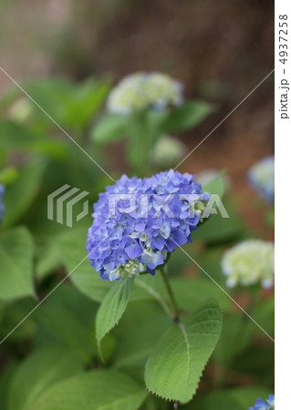 紫陽花 4937258