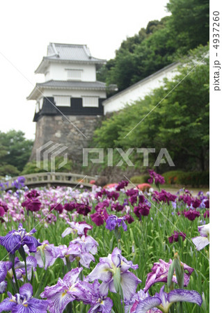 大村公園の菖蒲 大村公園の菖蒲 4937260