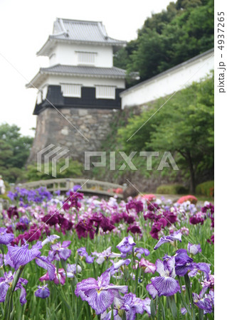 大村公園の菖蒲 大村公園の菖蒲 4937265