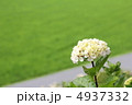 紫陽花 4937332