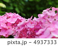 紫陽花 4937333