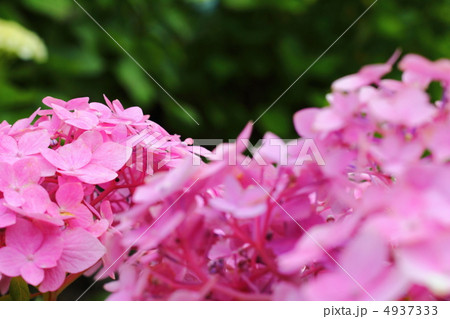 紫陽花 4937333