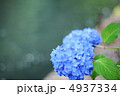 紫陽花 4937334